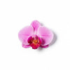 ORCHID Pink floral clip