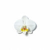 ORCHID white floral clip