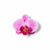 ORCHID Pink floral clip